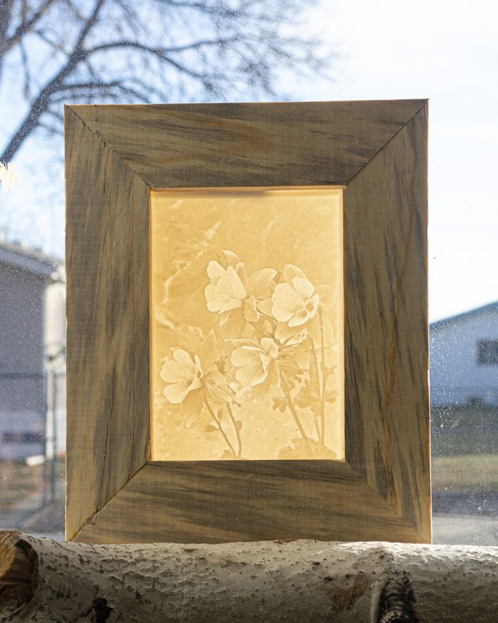 Window Litho Columbine 04